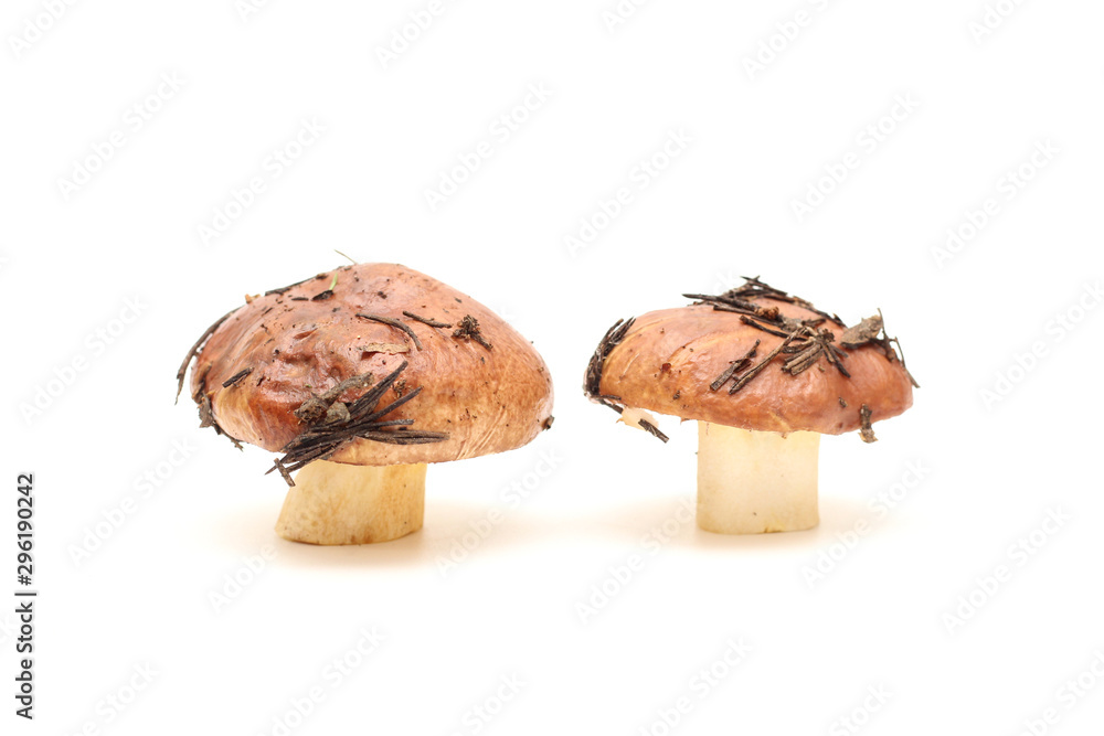 Two dirty, unpeeled standing on tube Suillus mushrooms isolated on a white background. Two dirty, unpeeled standing on tube Suillus mushrooms isolated on a white background.