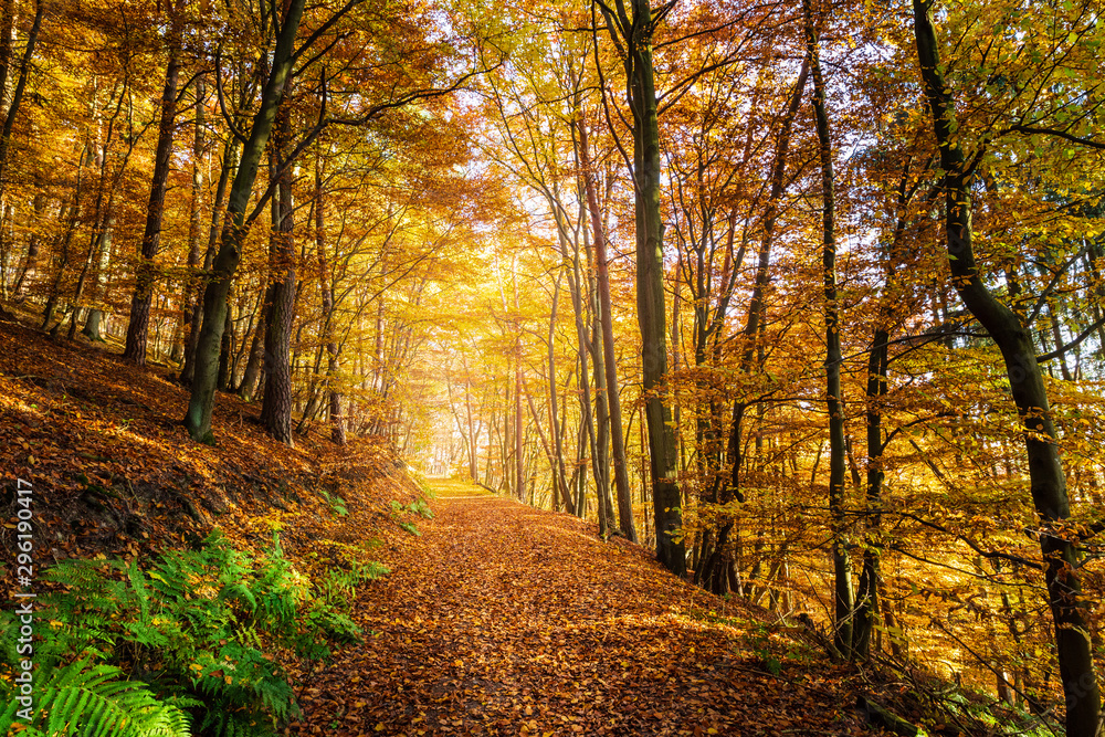 Landschaft im Herbst mit Wald bei strahlendem Sonnenschein