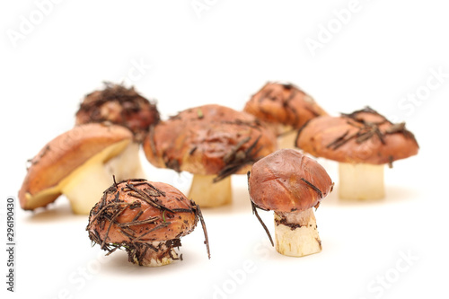 A bunch of dirty, unpeeled standing on tube Suillus mushrooms isolated on a white background. Selective focus. photo