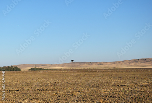 Rural landscape with a plowed field and blue sky, a black bird spills over the field. The field was plowed, and the entire crop was harvested.
