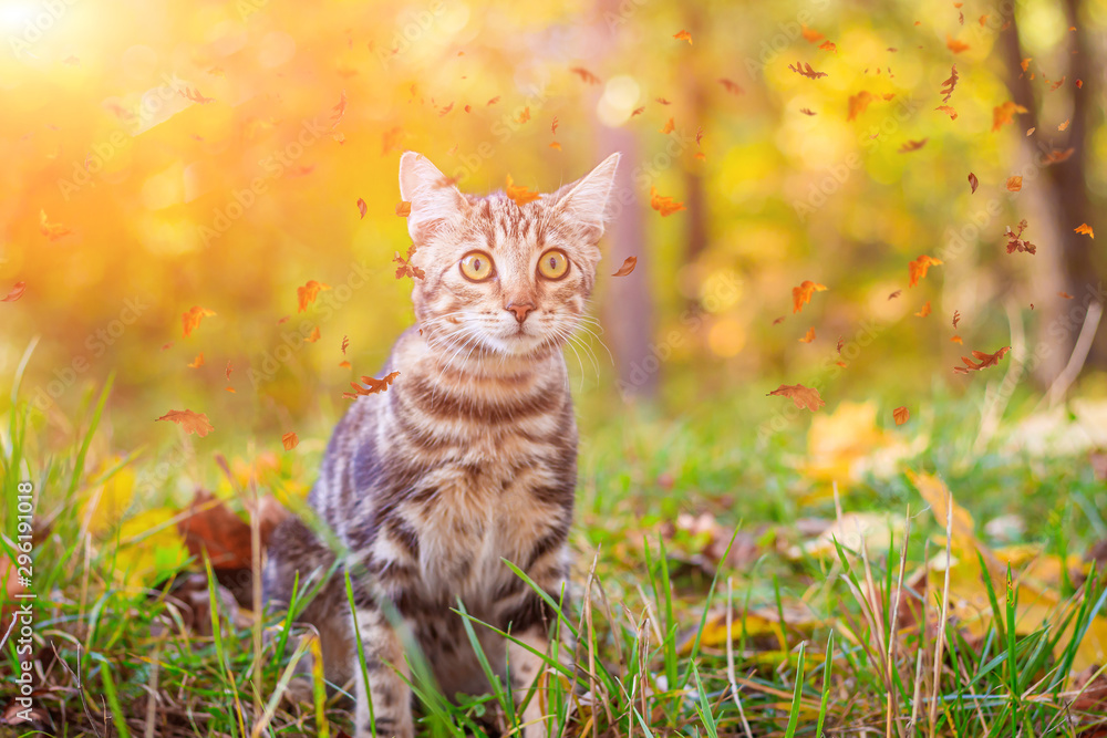 Fototapeta premium Domestic cat for a walk in the autumn park. Home pet. Cat and autumn. Bengal cat kitten.
