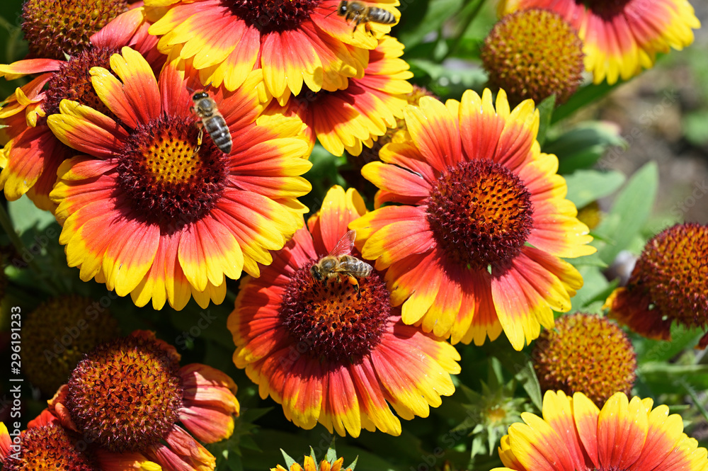 Orange flowers with yellow trim and bee. Orange flowers with yellow trim and bee.