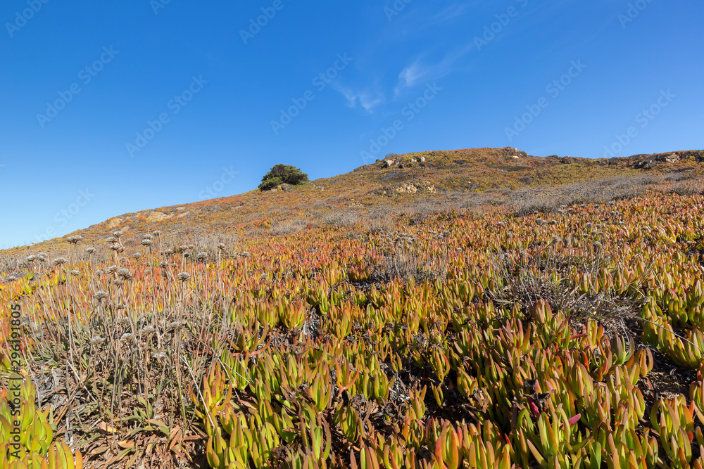 Invasive Carpobrotus edulis plant (also known as Hottentotfig, ice plant, highway ice plant