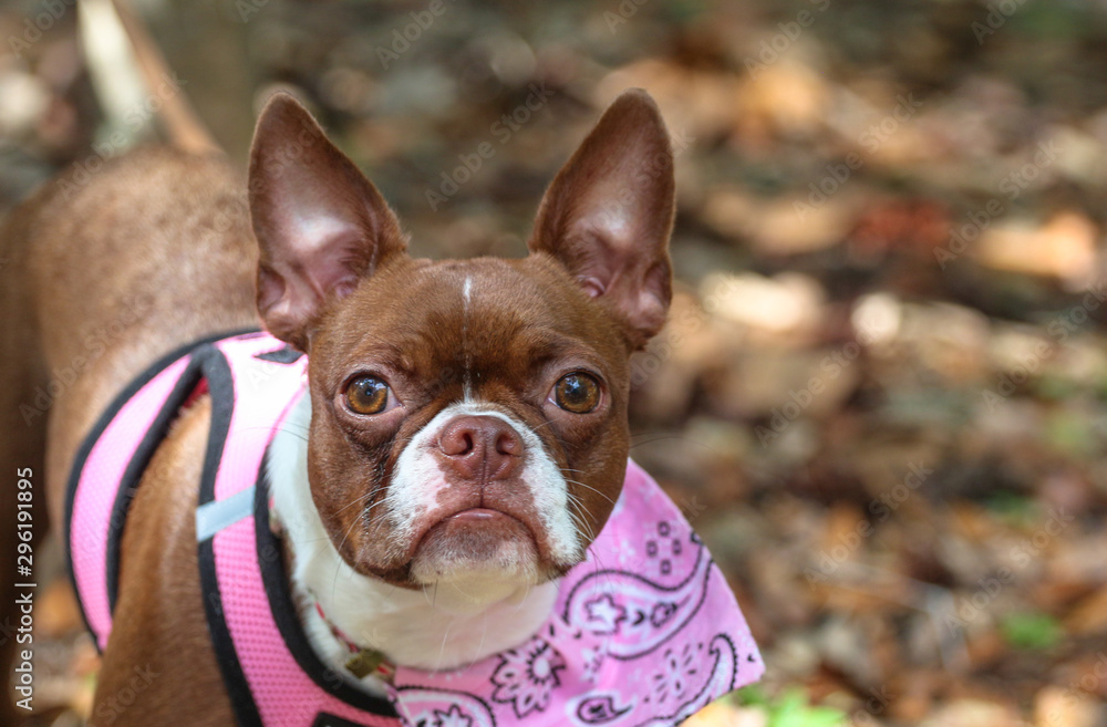 Brown Boston Terrier / Young Dog at the Dog Park on a Leash in Pink