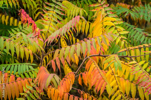 Götterbaum im Herbst photo