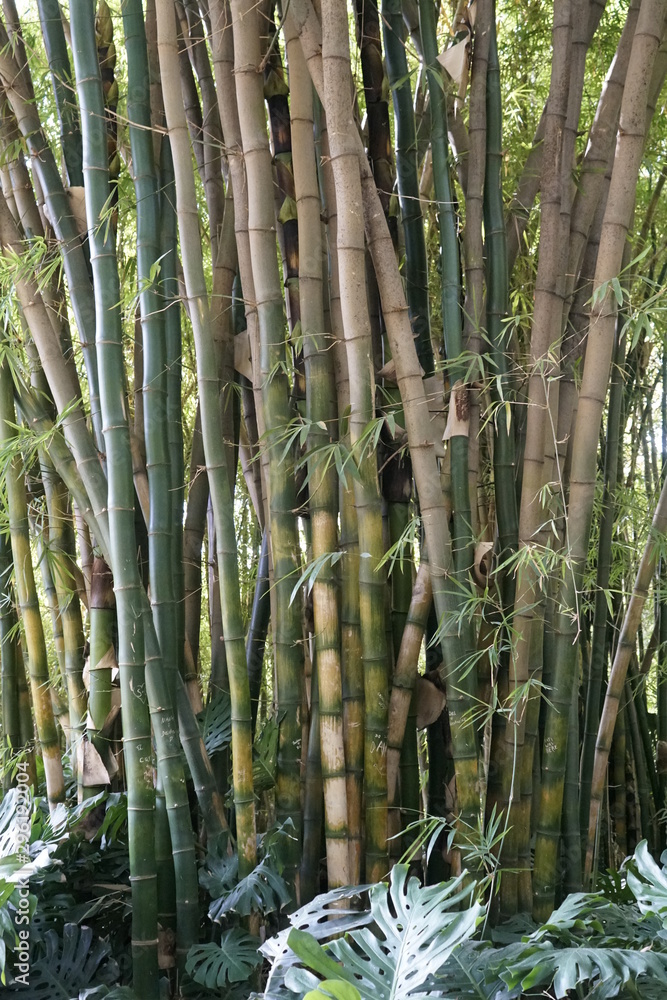 Obraz premium bambues jardin botanico la concepcion malaga andalucia españa