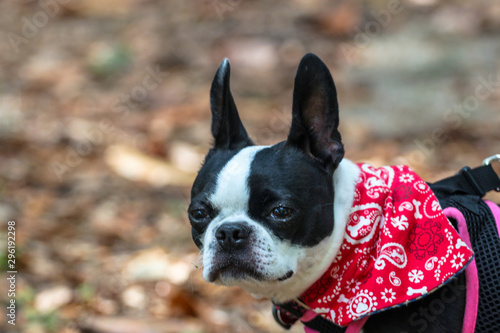 portrait of a dog / boston terrier  © LifeGemz