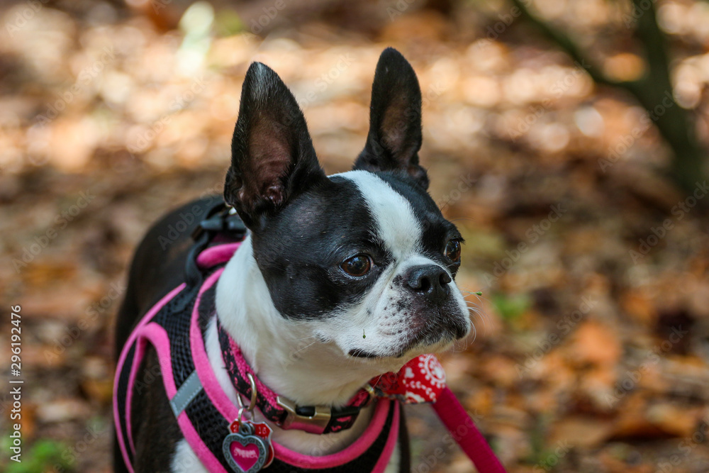 portrait of a dog / boston terrier portrait of a dog / boston terrier