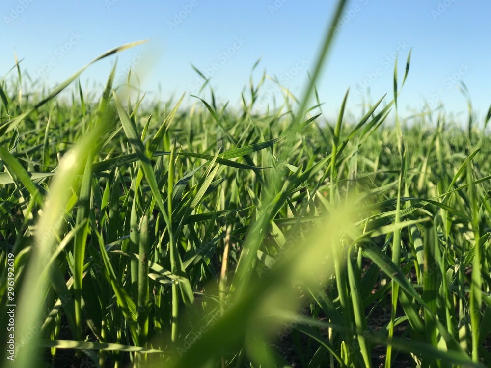 Obraz premium Nature beautiful autumn green grass
