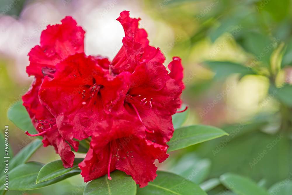 Beautiful red rhododendron flower in garden with magic bokeh. Beautiful red rhododendron flower closeup, magic bokeh. red Rhododendron flower on magic bokeh background Beautiful red rhododendron flower in garden with magic bokeh. Beautiful red rhododendron flower closeup, magic bokeh. red Rhododendron flower on magic bokeh background