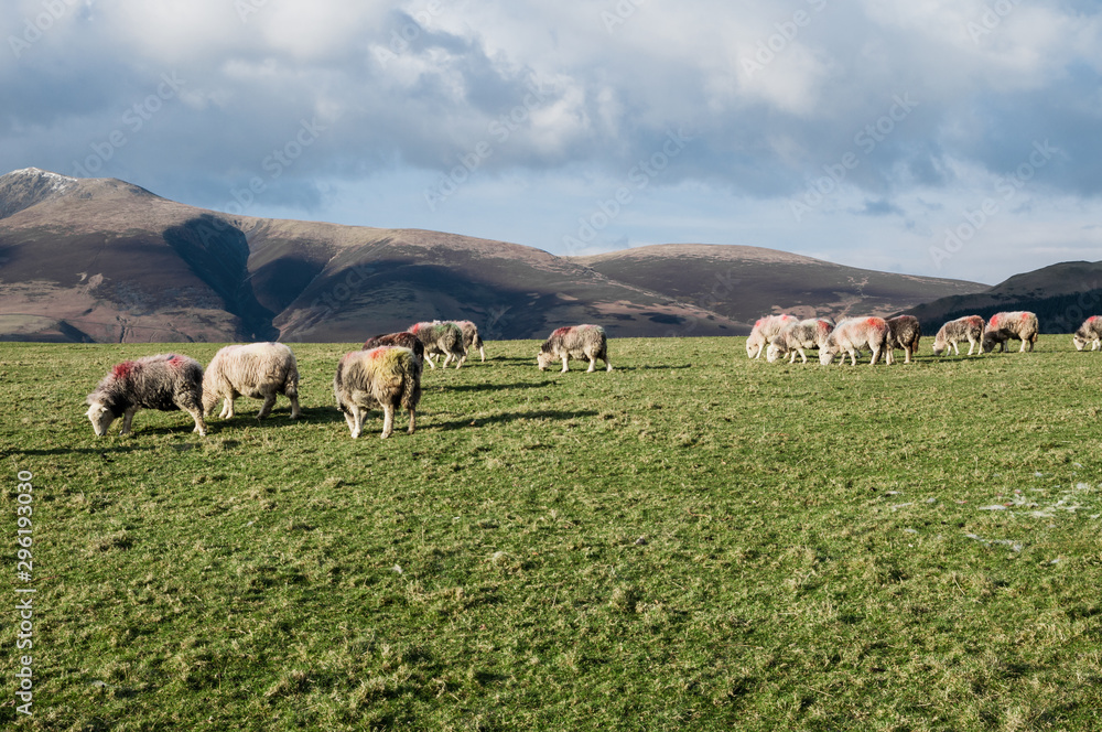 Sheeps in Lake District Cumbria