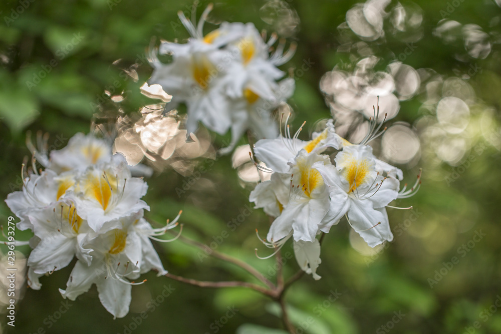 Elegant two-tone flowers Rhododendron (azalea) with a beautiful bokeh in the evening art light. Blooming yellow-white Rhododendron (Azalea). Yellow and white azalea flower, in full bloom.