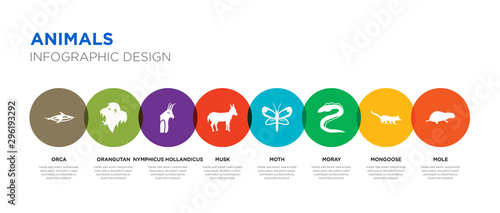 8 colorful animals vector icons set such as mole, mongoose, moray, moth, musk, nymphicus hollandicus, orangutan, orca