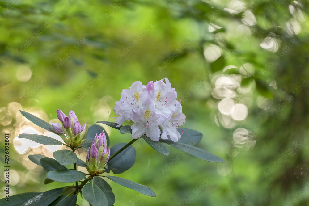 Lovely white Rhododendron flower selective focus, blurred background. Close-up view to beautiful blooming white rhododendron in evening light, blurred background. Lovely white Rhododendron flower selective focus, blurred background. Close-up view to beautiful blooming white rhododendron in evening light, blurred background.