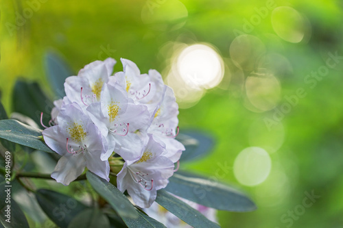 Lovely white Rhododendron flower selective focus, blurred background. Close-up view to beautiful blooming white rhododendron in evening light, blurred background.