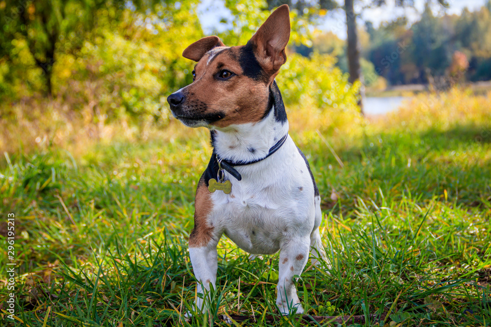 Dog Jack Russell Terrier for a walk in the park. Home pet. Dog walking in the park. Autumn Park.