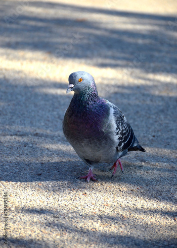 дикий голубь с ярким пестрым окрасом гуляет по асфальту в городском парке