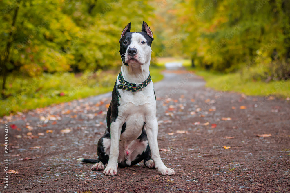 Amstaff dog on a walk in the park. Big dog. Bright dog. Light color. Home pet. Black and white dog