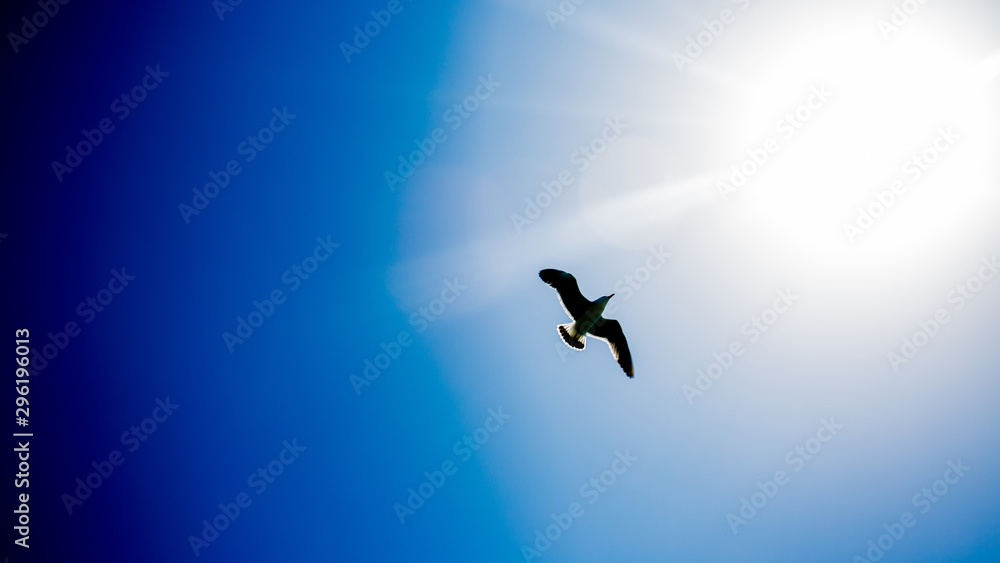 birds flying in the sky birds flying in the sky