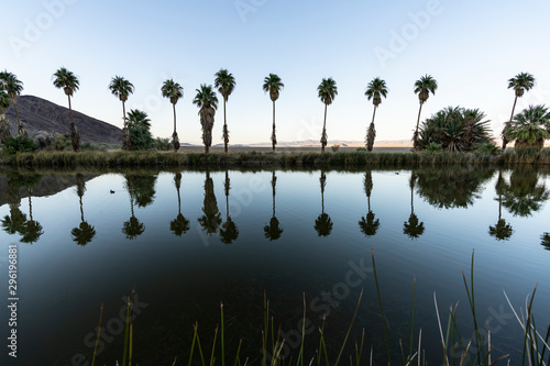 Twilight view of palm trees at Soda Springs pond in the Mojave desert near Zzyzx, California.   photo