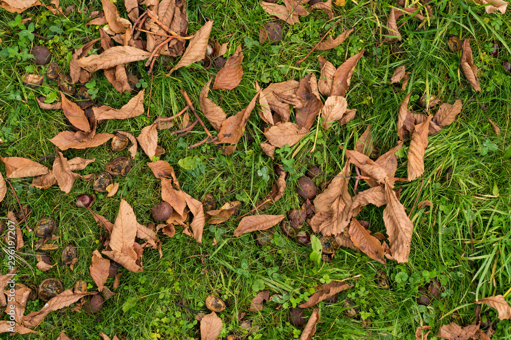fallen leaves fallen leaves