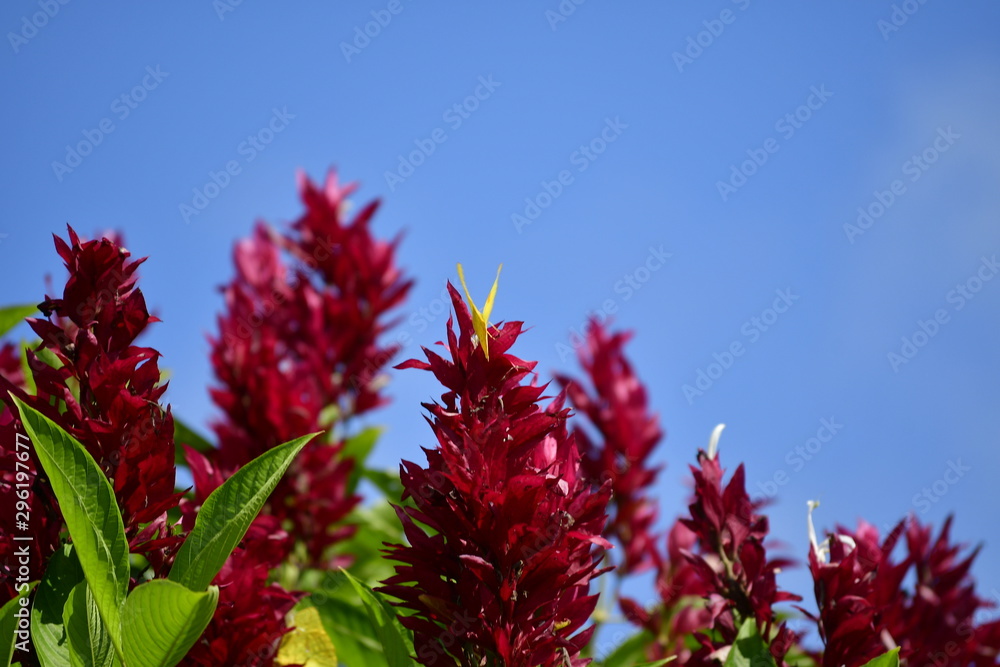 flor vino tinto rojo cielo azul Stock Photo | Adobe Stock