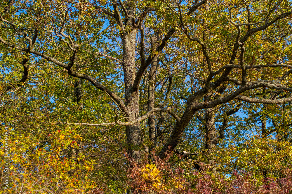 Fototapeta premium Bäume am Waldrand