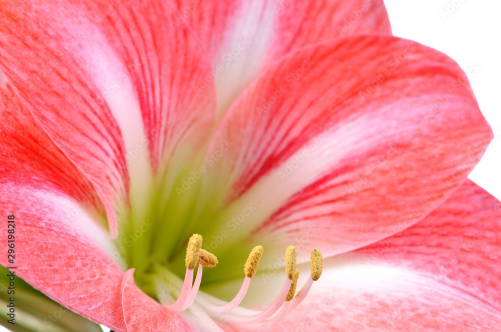 Close-up of a beautiful pink blossoming flower Close-up of a beautiful pink blossoming flower