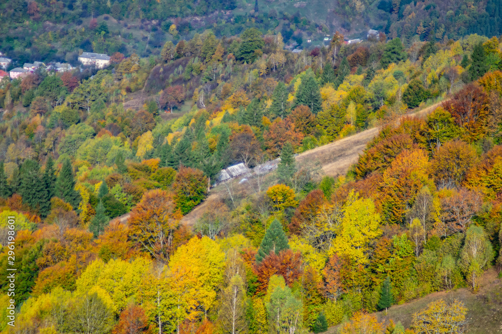 Colored deciduous forest in the mountains in the afternoon