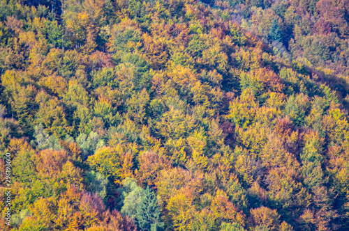 Colored deciduous forest in the mountains in the afternoon