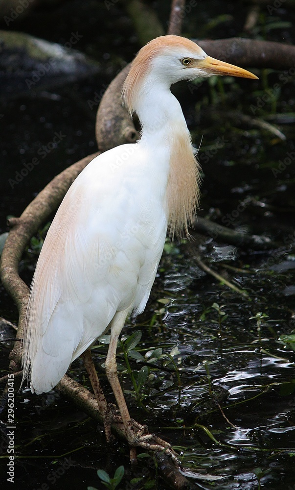 cattle egret in the black water swamps of South carolina cattle egret in the black water swamps of South carolina