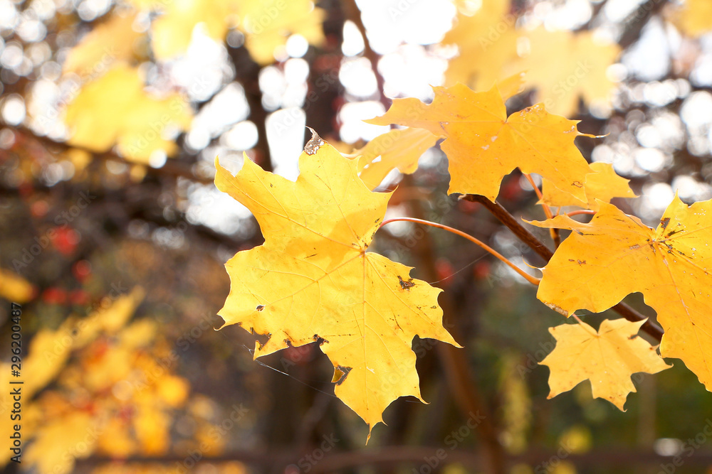 Dry yellow maple leaf on a branch..The nature of the middle band in October..Blurred background and warm colors. Dry yellow maple leaf on a branch..The nature of the middle band in October..Blurred background and warm colors.