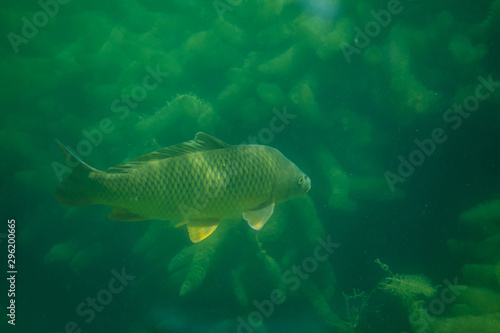 carp under water photography in a lake in Austria, amazing underwater fish photography
