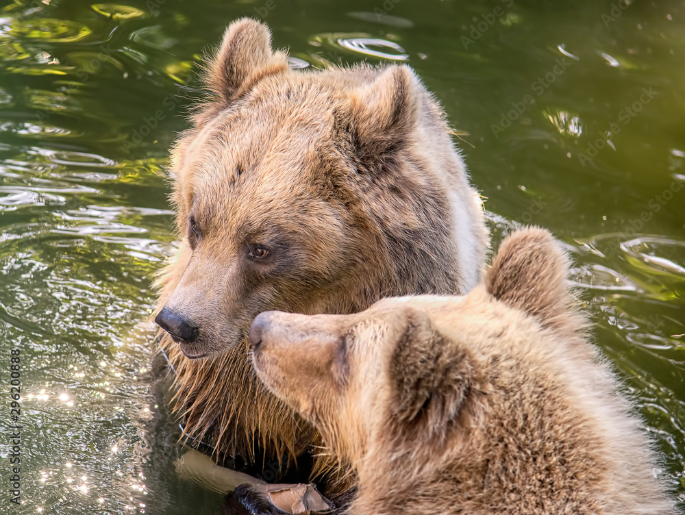 Fototapeta premium Two cute brown bears in the water