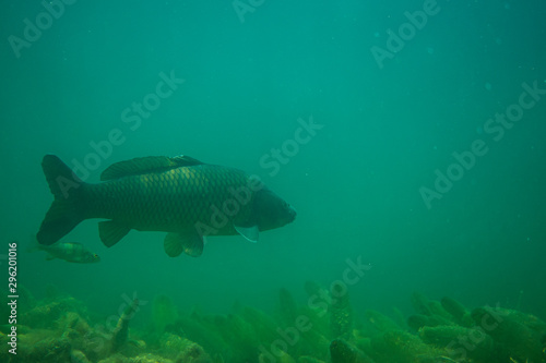 carp under water photography in a lake in Austria, amazing underwater fish photography © FitchGallery