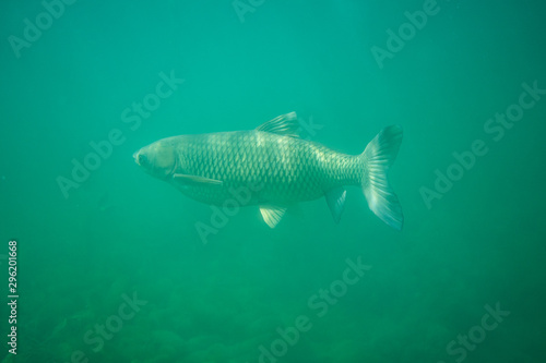 carp under water photography in a lake in Austria, amazing underwater fish photography © FitchGallery