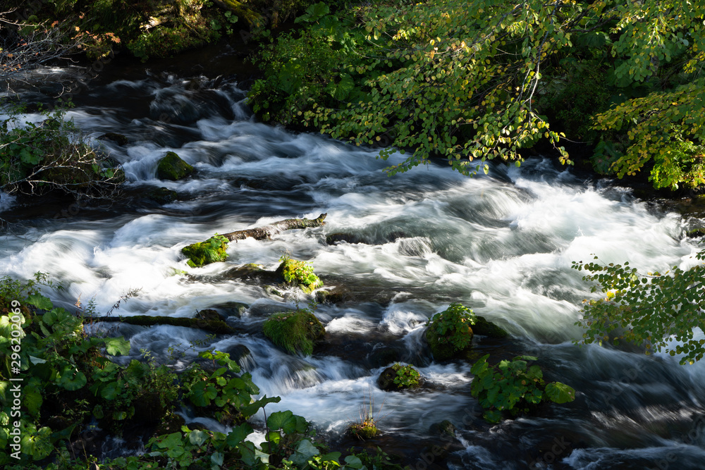 Obraz premium 森の清流