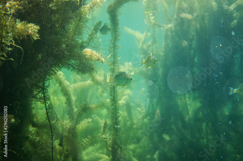 sun perch under water with some lake grass  beautiful fish under water image  under water photography with some fish