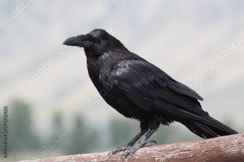 Raven in the Mountains