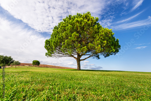 ekologiczne-drzewo
