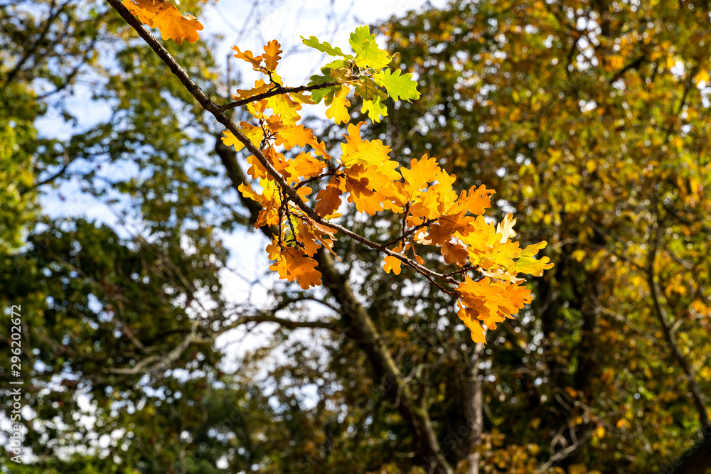 Colored oak leaves early autumn with sunshine from behind Colored oak leaves early autumn with sunshine from behind