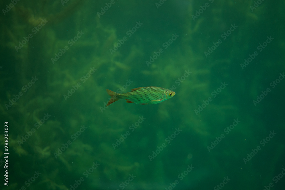 roach under water image in a beautiful lake in austria, underwater photography roach under water image in a beautiful lake in austria, underwater photography
