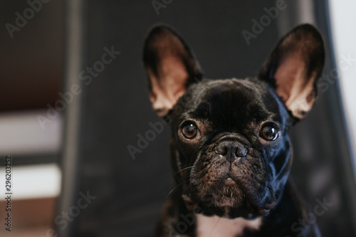 portrait of a bulldog © adrianad