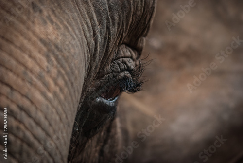 Oko słonia azjatyckiego