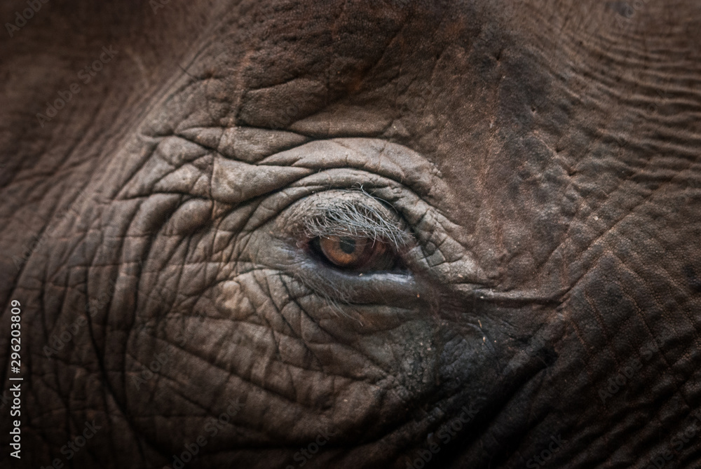 eye of an elephant eye of an elephant