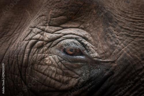 eye of an elephant © nitka_zaplatana