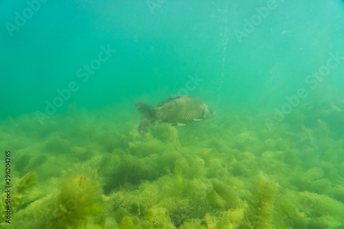 carp under water, under water photography in a beautiful lake in austria, Amazing under water fish image 