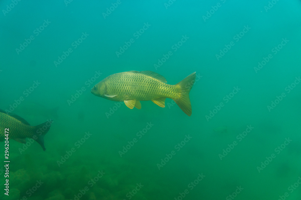 carp under water image, fish photography, under water photography, austrian lake wildlife carp under water image, fish photography, under water photography, austrian lake wildlife