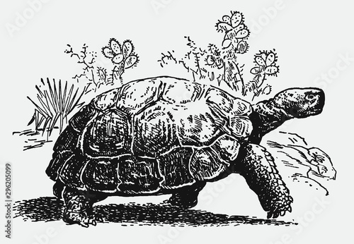 Endangered Galapagos giant tortoise chelonoidis walking in front of cactus plants. Illustration after antique engraving from 19th century