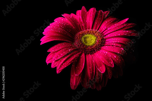 Gerbera flower isolated on black background in drops of water